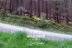 2023-WDE-Whinlatter-Trail-Runs-0578