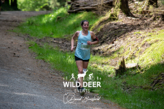 WILD DEER EVER
3036