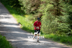 LAMM
WILD DEER EVENT