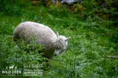 2024-Whinlatter-Trail-Runs-0236