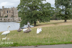 2024-Raby-Castle-Trail-Runs-1815